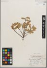 Foto von Salix humilis Marshall